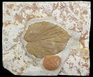 Two Paleocene Fossil Leaves (Davidia & Zizyphoides) - Montana #71512-1